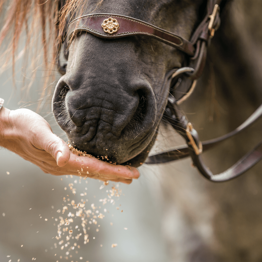 Probyhorse