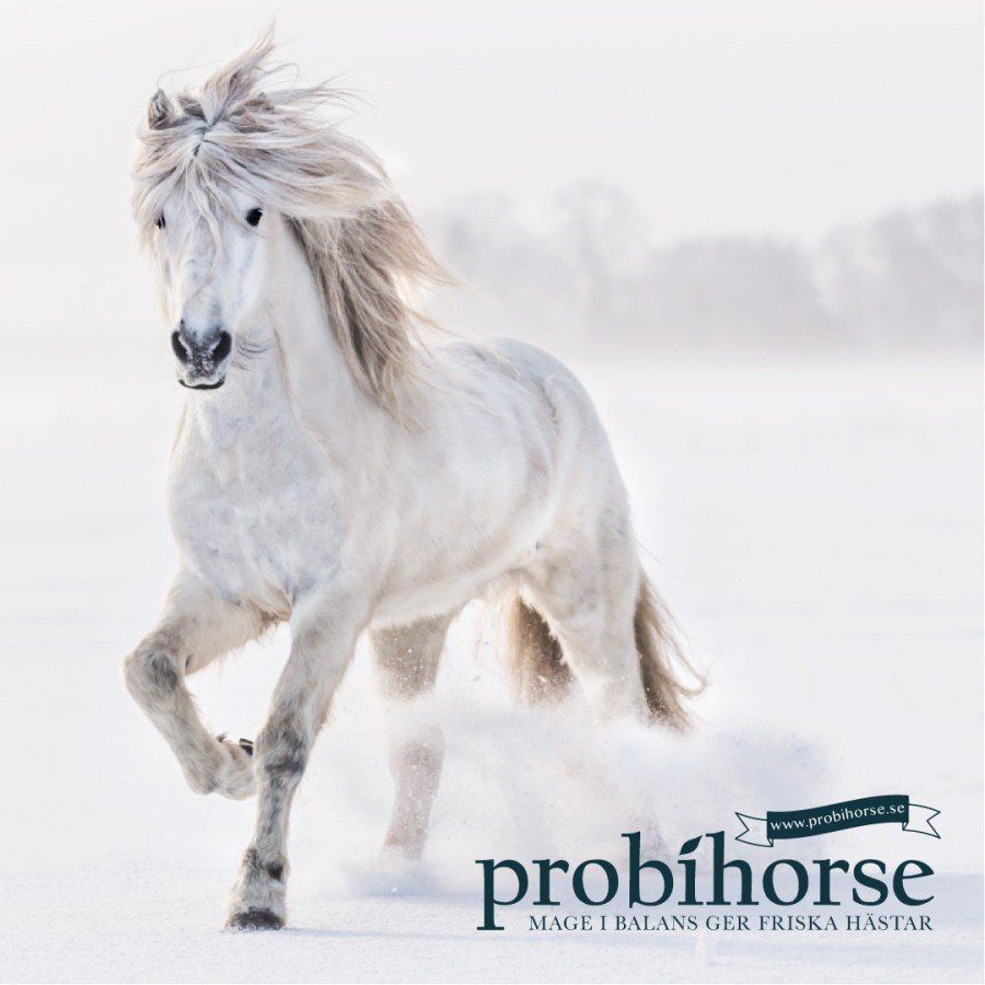 Probyhorse