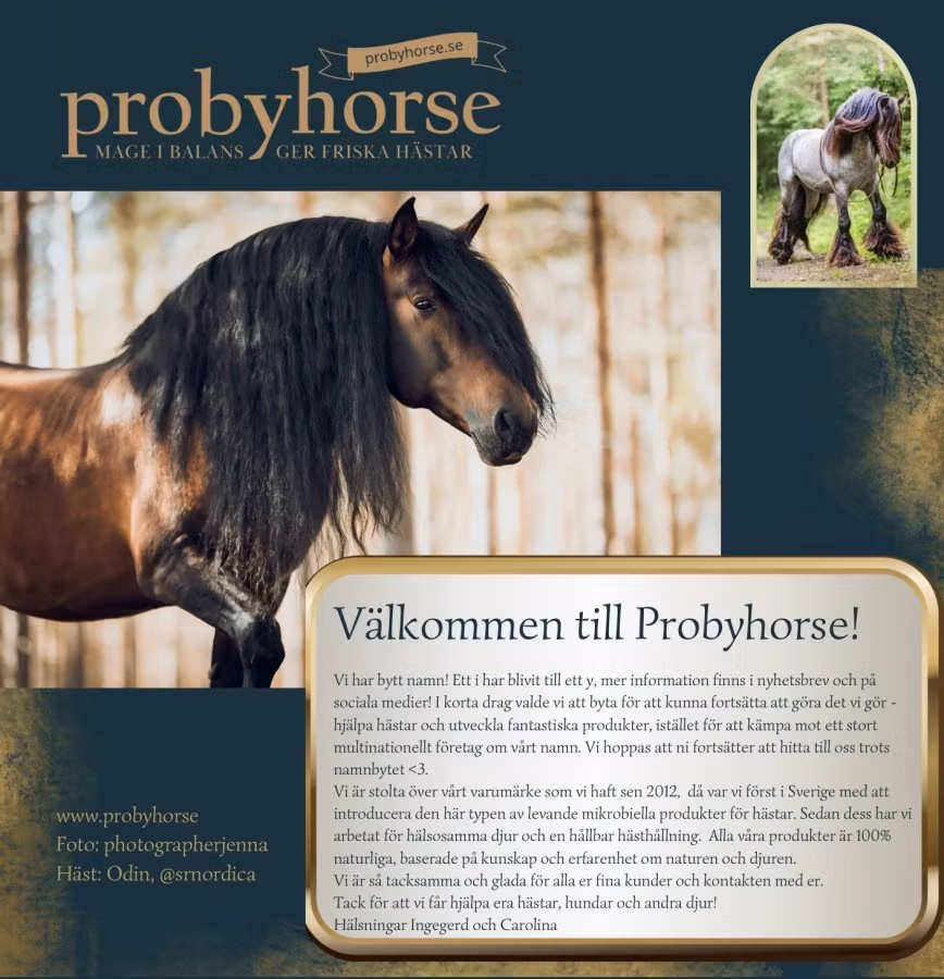 Probyhorse