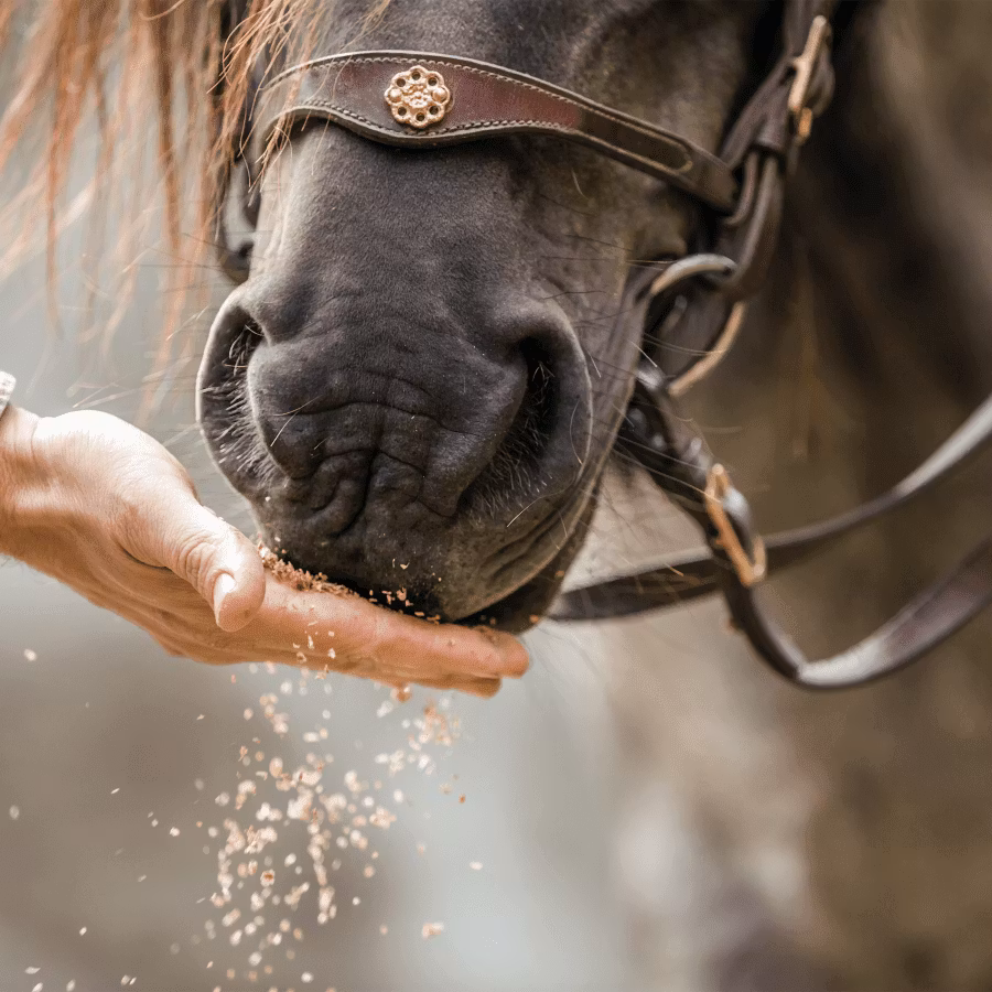 Probyhorse