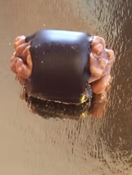 Weinbrandsmarsipan Valnöt & Marsipan