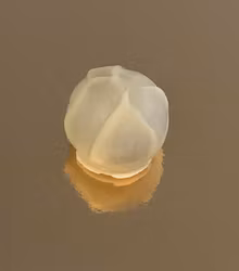 Vår egen: EVS (Viol)