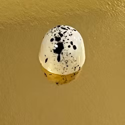 Vår egen: MANDEL (Vegansk)