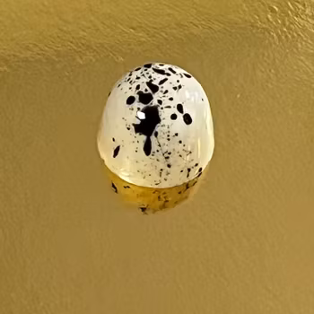 Vår egen: MANDEL (Vegansk)