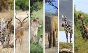 Superguide - Kraftdjuren – Din Själs Vägvisare - jul