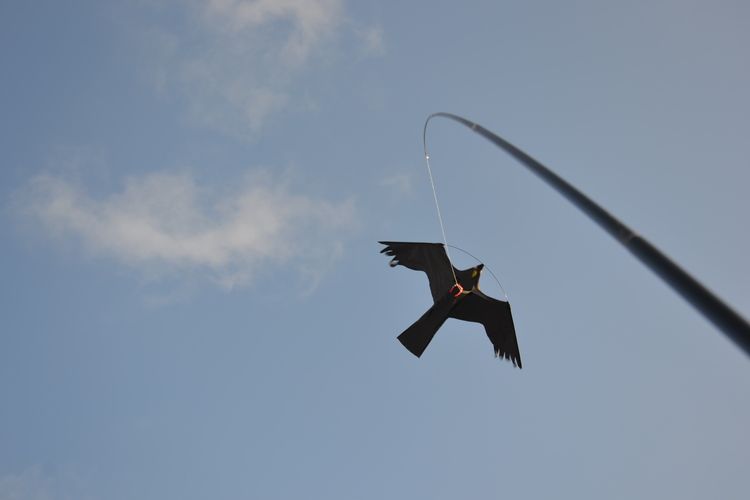 Fågelskrämma med drake 5 st 5 meter.  Fraktfritt. Mängdrabatt