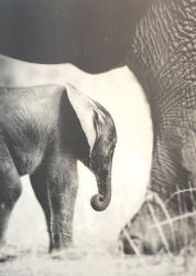 Baby Elephant I