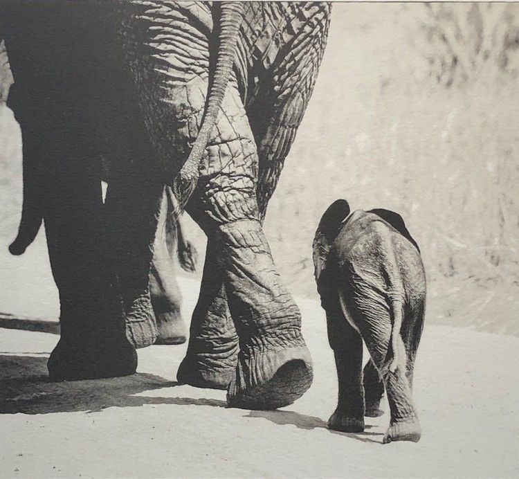 Baby Elephant II