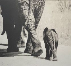 Baby Elephant II