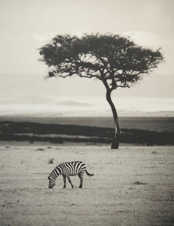 Savannah I, Zebror