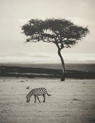 Savannah I, Zebror