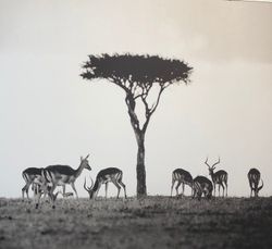 Savannah II, Impalor