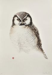 Hökuggla