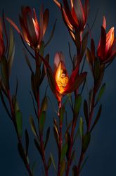 Lights by Night II