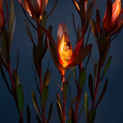 Lights by Night II