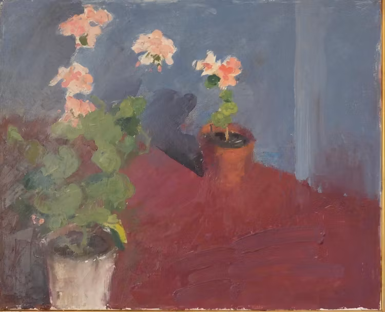 Pelargonier