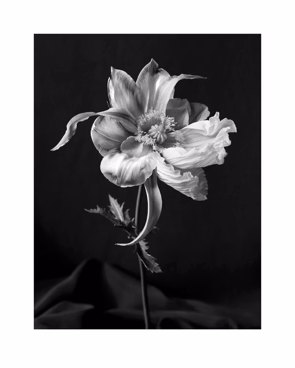 Tulipaver Arcus