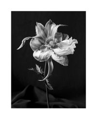Tulipaver Arcus