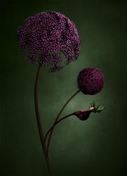 Mother Nature II
