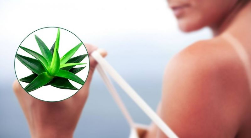 Aloe Vera vid brännskada