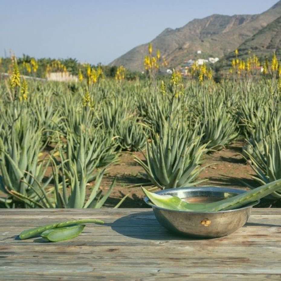 Finca Canarias SE