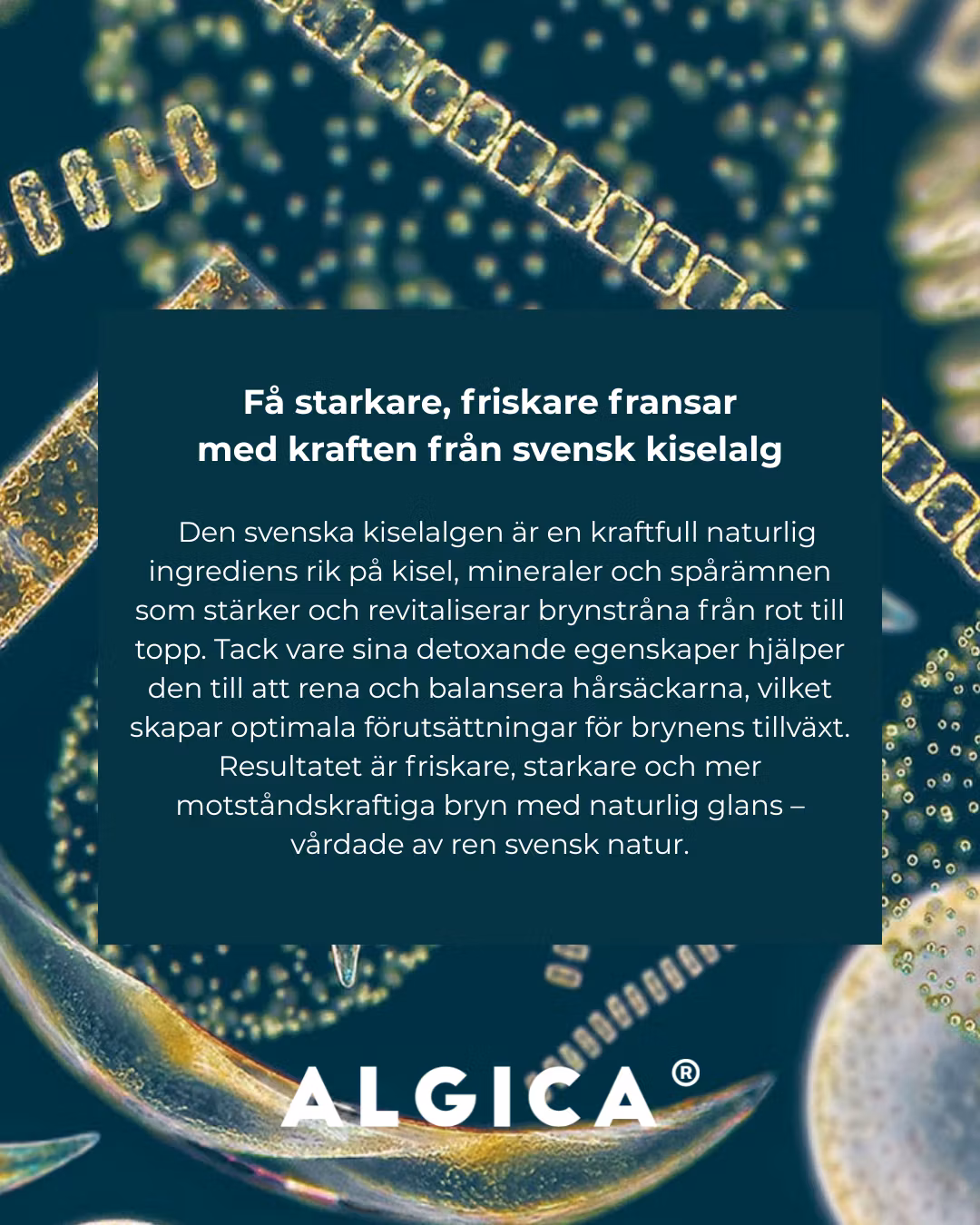 Created By Belle - Brow serum med Svensk Kiselalg 5ml