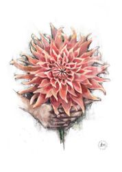 Dahlia