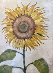 Solrosen