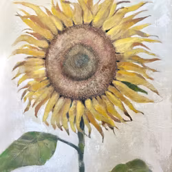 Solrosen