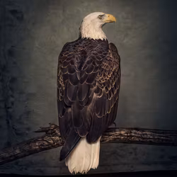Clutch - Book Of Bad Decisions 2Lp