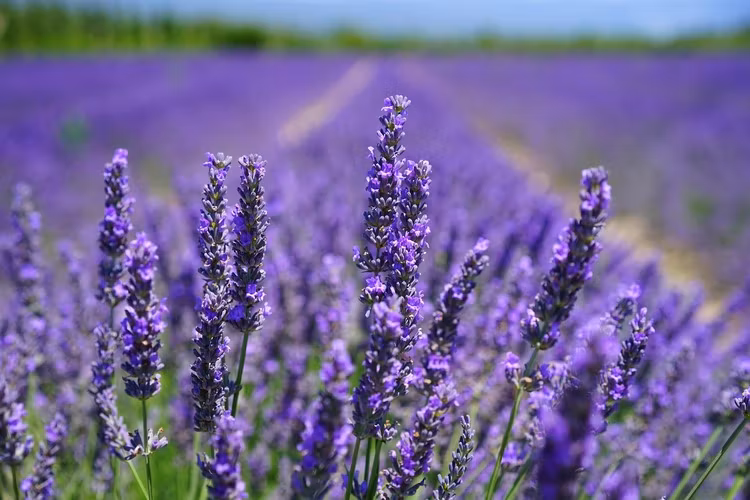 Doftolja No 2 - Lavendel