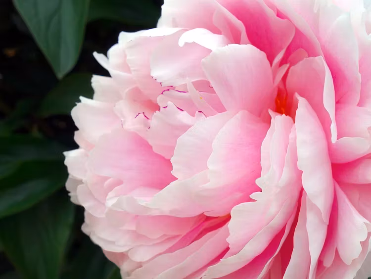 Doftolja No 4 - Vanilla & Peony