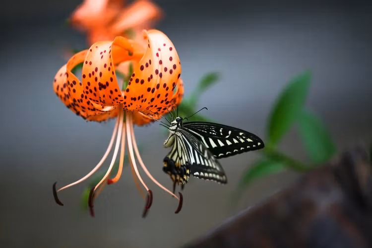 Doftolja No 18 - Tigerlily