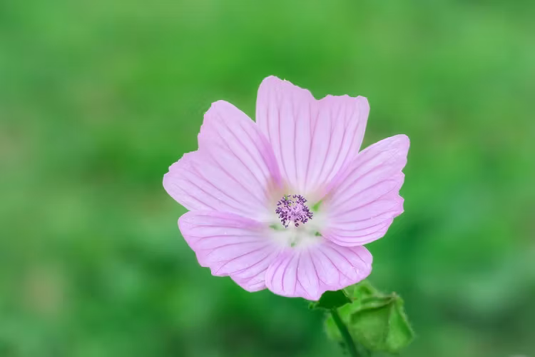 Doftolja No 1 - Meadow Lily & Cotton Mysk