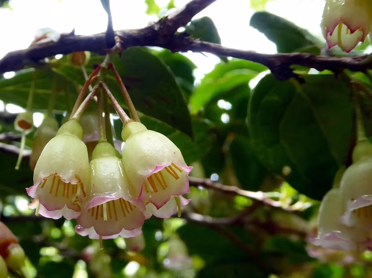 Eterisk Olja - Wintergreen