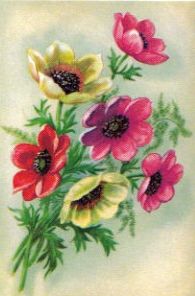 SB 010a Anemoner Liten