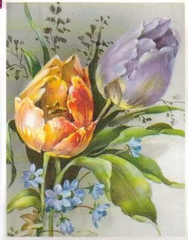 SB 038 Tulpan