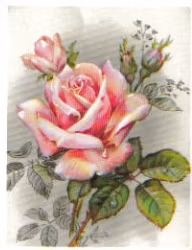 SB 046 Rosa ros