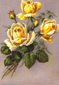 SB 079b Gula rosor, mellanstor