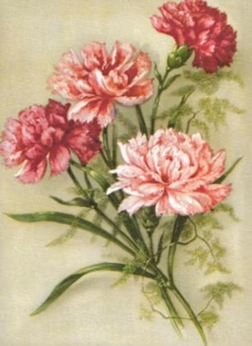 SB 081b Rosa nejlikor, mellanstor