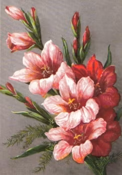 SB 077b Gladiolus, mellanstor