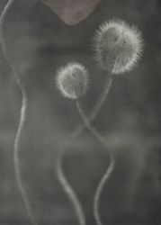A Poppy Bud - "Power of a Flower"