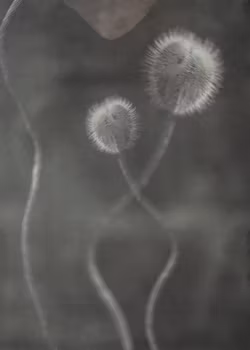 A Poppy Bud - "Power of a Flower"