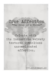 True Affection - "Power of a Flower"
