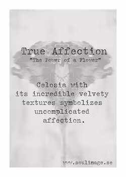True Affection - "Power of a Flower"