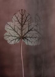 The Leaf - "Power of a Flower"