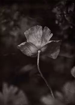 The Poppy Flower - "Power of a Flower"