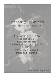 Rosehip Flowers - "Power of a Flower"