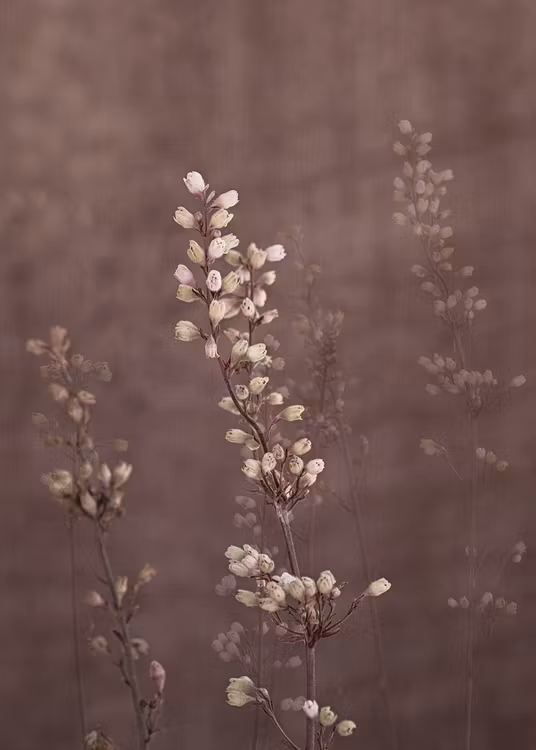 Corall Bells - "Power of a Flower"