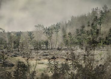 The Wildwood Forest - "Soul of a Nomad"